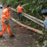 路政人员联合养护工人清理被大风挂到的树木 - News.Hefei.Cc