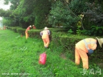 合肥经开区绿化工人修剪草坪扮靓城市 - 安徽网络电视台