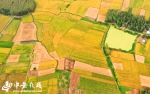 【庆丰收】金色稻田里  安徽农民享受丰收的喜悦 - 中安在线