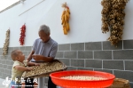 【庆丰收】金色稻田里  安徽农民享受丰收的喜悦 - 中安在线