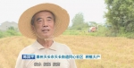 安徽各地：抢抓农时收割水稻 - 徽广播