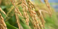 安徽：中籼稻单产增托市收购市场稳.jpg - 粮食局