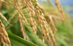安徽：中籼稻单产增托市收购市场稳.jpg - 粮食局
