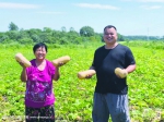 吴山镇楼西村种植的奶油小南瓜喜获丰收。 - 安徽网络电视台