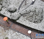 雨雪天气对安徽居民“菜篮子”影响不大 - 徽广播