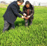 霍邱县宋店乡农技人员指导农户开展小麦“三防一促”活动 - 农业厅