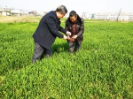 霍邱县宋店乡农技人员指导农户开展小麦“三防一促”活动 - 农业厅