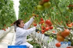 安徽肥西：大力推广现代农业发展模式 - 农业厅