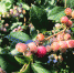 安徽庐江：“富硒”蓝莓成致富“香饽饽” - 中安在线