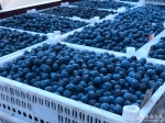 安徽庐江：“富硒”蓝莓成致富“香饽饽” - 中安在线