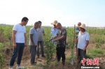 安徽颍上：土地流转“开花结果” 村民实现就业学习双发展 - 中安在线