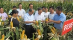 安徽省玉米产业体系首席专家来校指导玉米育种科研工作 - 安徽科技学院