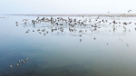 池州：升金湖迎来候鸟迁徙高峰 - 徽广播