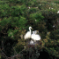 安徽严店乡： 湿地生态修复 上万只白鹭栖息繁衍 - 徽广播