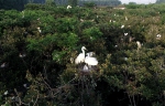 安徽严店乡： 湿地生态修复 上万只白鹭栖息繁衍 - 徽广播