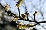 受冷空气影响，3月13日，黄山风景区再降飞雪。3月14日，天气晴好，雪后的黄山，格外美丽。奇松、怪石、秀峰在白雪、雾凇、雨凇和云海的装扮下格外迷人。更令游人称奇的是那些冰中的山花。山上最早开花的金缕梅，不但花期长，且有着十分顽强生命力，傲风斗雪是她的性格，花儿被冰雪包裹着，仍挺立枝头，不落不坠，十分好看。金缕梅有着极强的抗寒力，所以，人们又把金缕梅叫着“忍冬花”。 - 安徽网络电视台