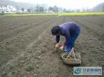 歙县溪头镇：绵绵春雨好 忙煞种菊人 - 安徽新闻网