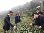 问道武当山 品茶八仙观 武当山八仙观有机茶园开采仪式圆满举行 - News.Hefei.Cc