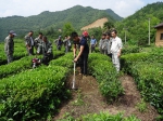 旌德县农机局多乡镇举办茶园机械化生产管理现场会 - 农业机械化信息