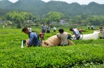 岳西县农机局展开夏秋茶机械化生产技术培训 - 农业机械化信息