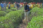 休宁县农机局举办便携式茶园除草机现场会 - 农业机械化信息