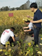 涡阳县大豆全程机械化项目测产效果良好 - 农业机械化信息