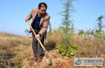 外地游客驱车来老曹种植地自己动手挖刨无污染、纯绿色山芋 (2).jpg - 安徽新闻网